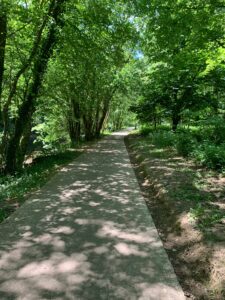 fietspad door de bomen