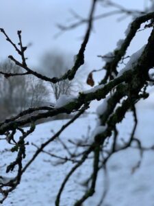 landschap 3